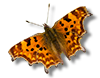 uk safari butterfly