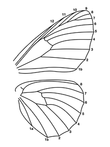 Highslide JS