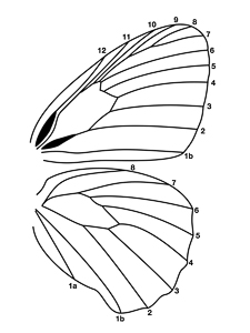 Highslide JS