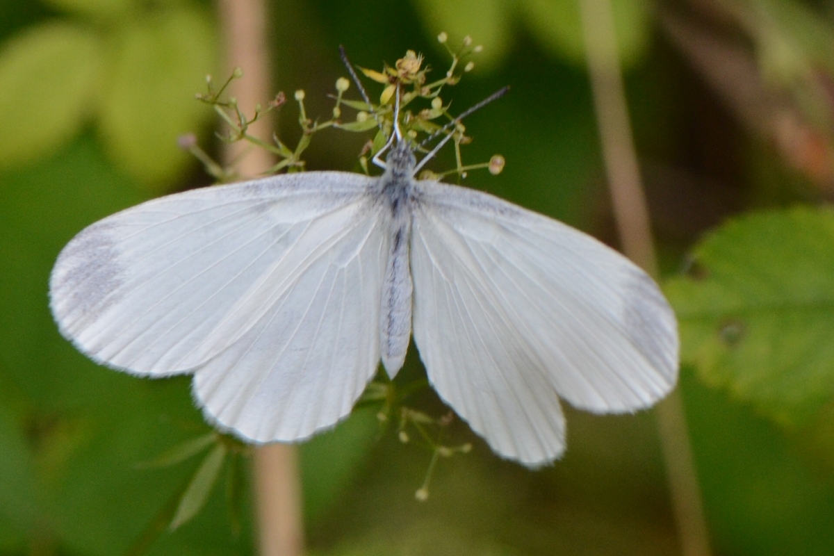 UK Butterflies - Wood White - Leptidea sinapis