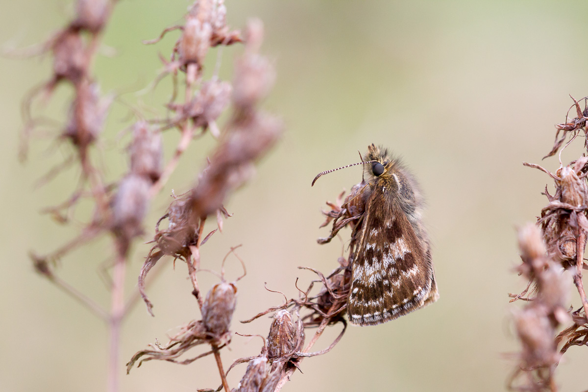 UK Butterflies