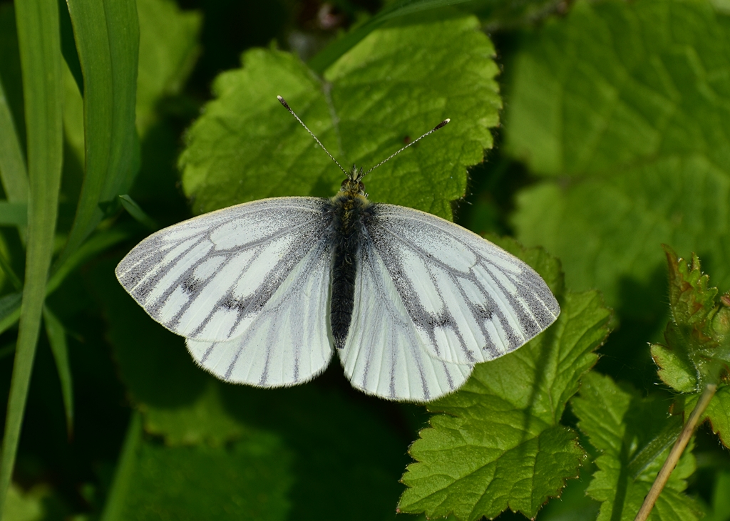 UK Butterflies