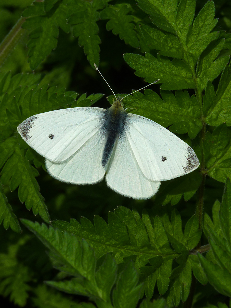 UK Butterflies - Small White - Pieris rapae