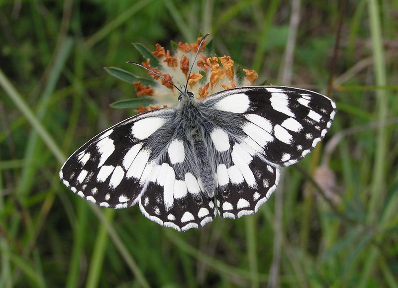 Uk Butterflies Marbled White Melanargia Galathea