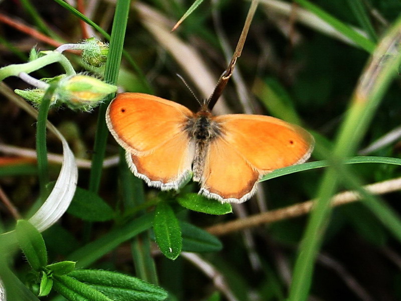 UK Butterflies - Small Heath - Coenonympha pamphilus
