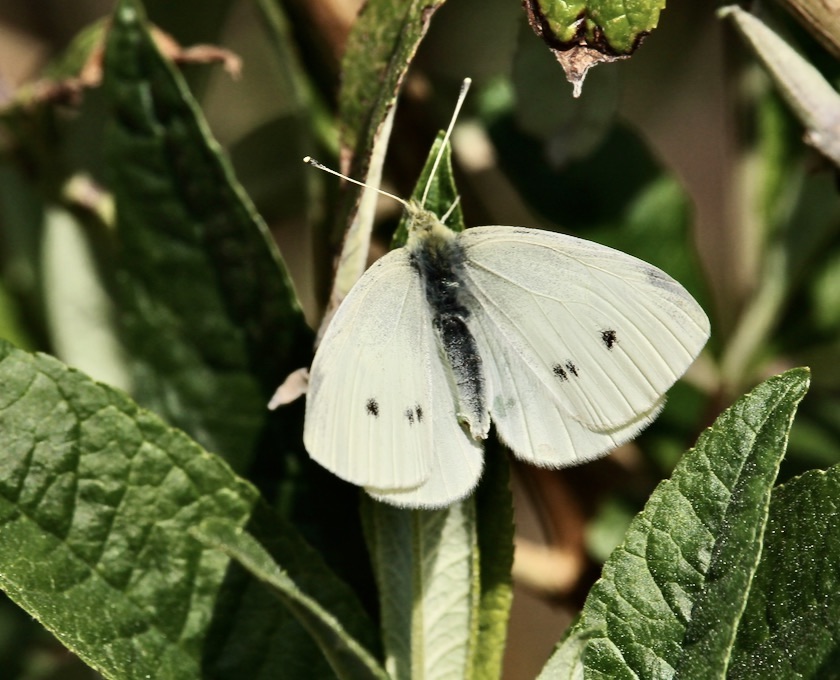 UK Butterflies - Small White - Pieris rapae