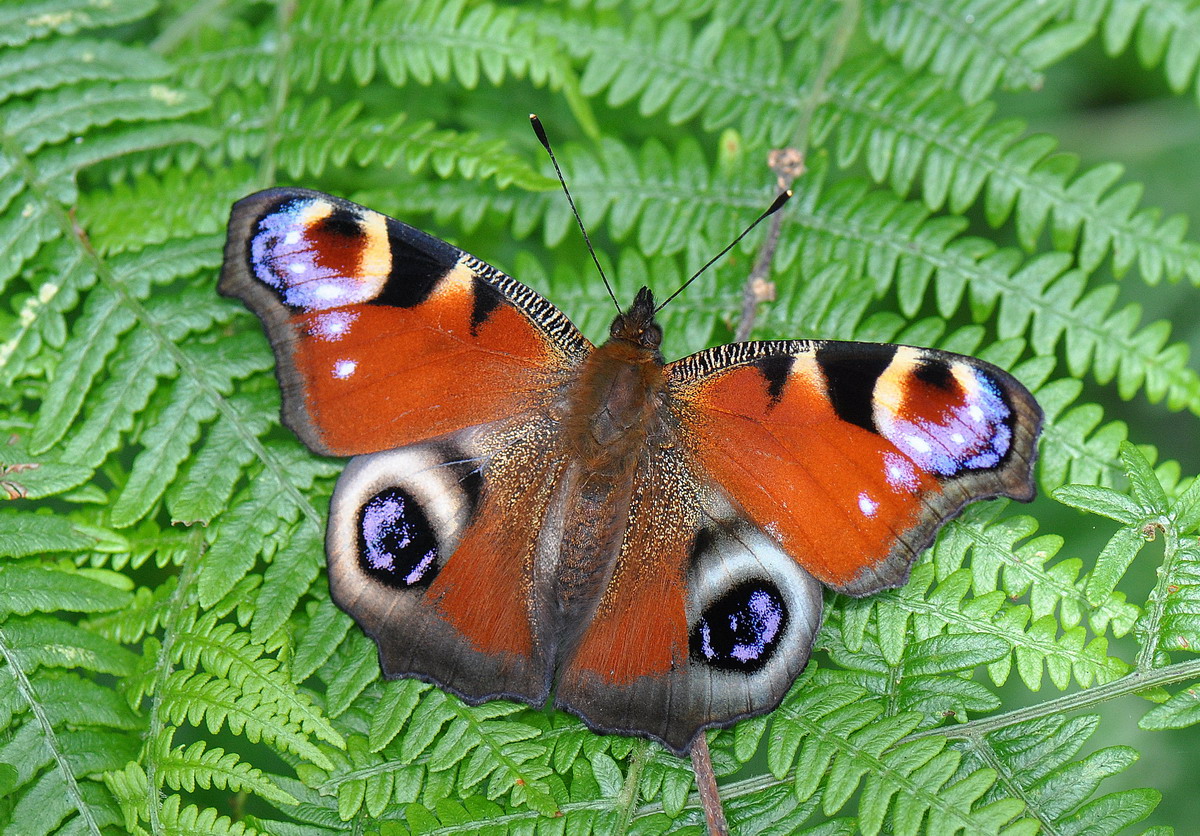 uk safari butterfly