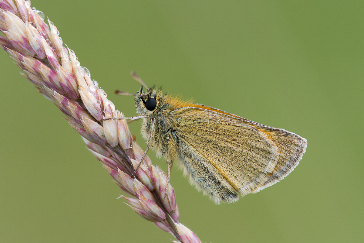 UK Butterflies