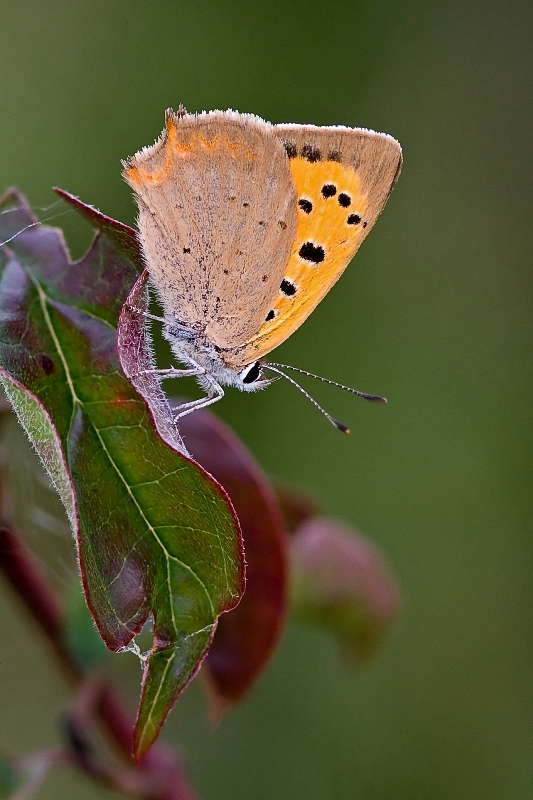 Ashland Mini Butterflies - Each