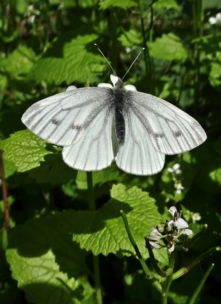 UK Butterflies