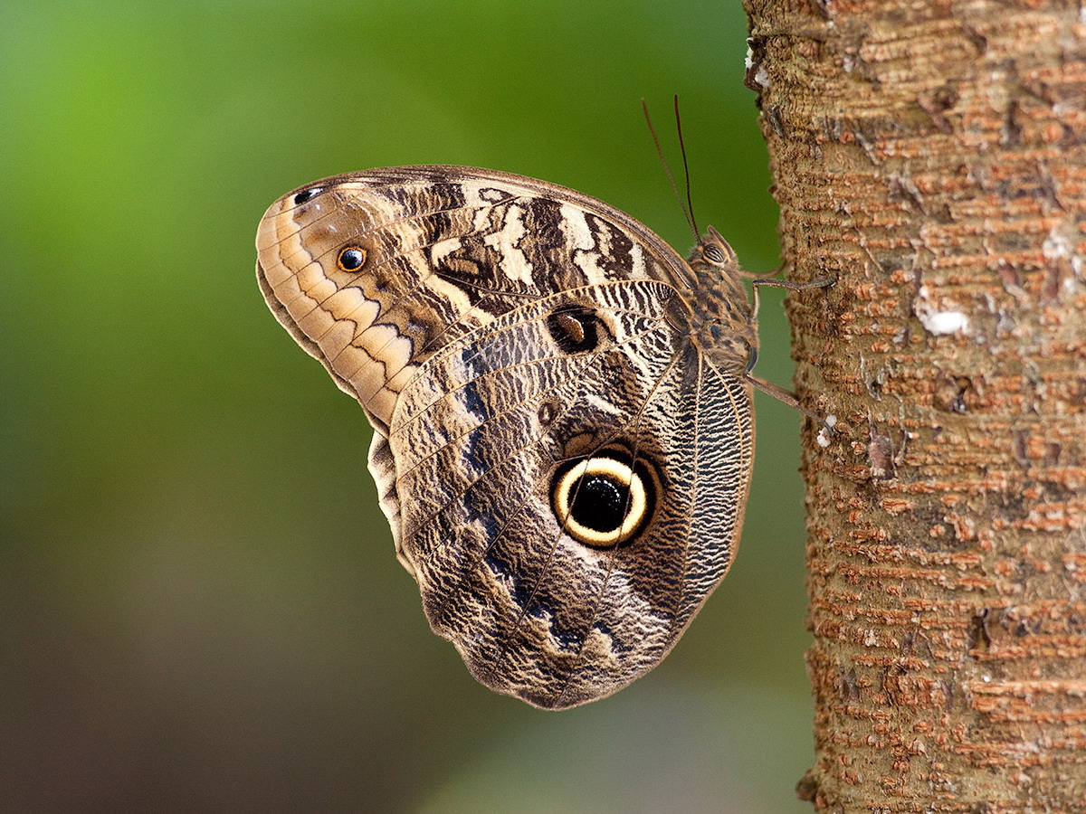 Caligo illioneus