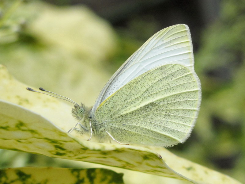 UK Butterflies - Small White - Pieris rapae
