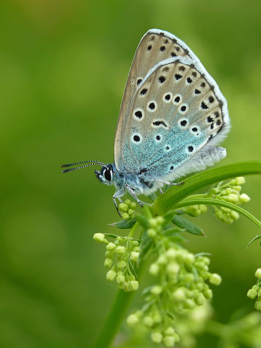UK Butterflies - Large Blue - Phengaris arion