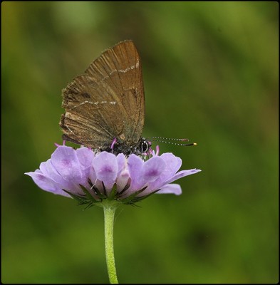 whiteletterhairstreakonfieldscabious.jpg