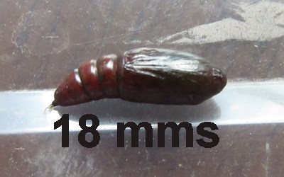 20-06-29-001-Pupa.jpg