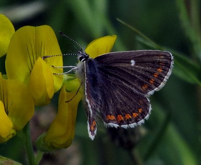 20-07-09-206-NBrArgus.jpg