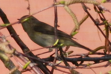 bird.png