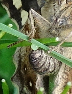 SpW laying2 cu1 020523.JPG