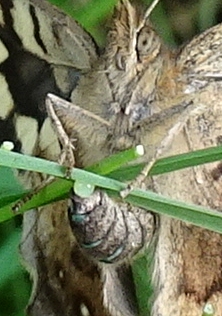 SpW laying1 cu1 020523.JPG