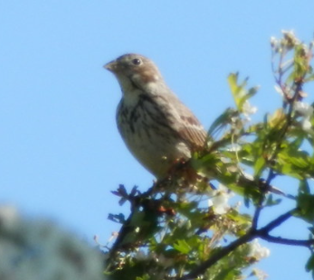 bird.png