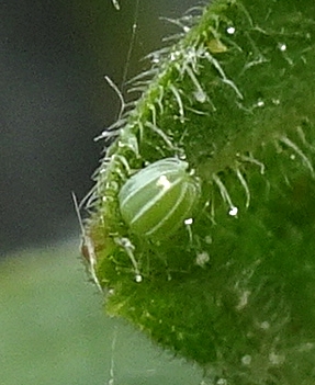Comma egg3 280623.JPG