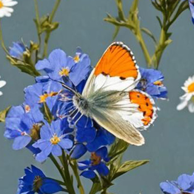 NC-OrangeTipl-01.jpg