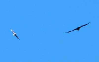 WTE-+-Buzzard.jpg