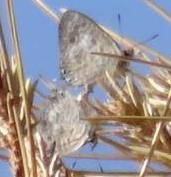 pirithous pair Vitrolles scrub 16Nov16a.JPG