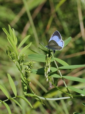 IMG_0772 Celastrina argiolus, Holly Blue (female) t.jpg