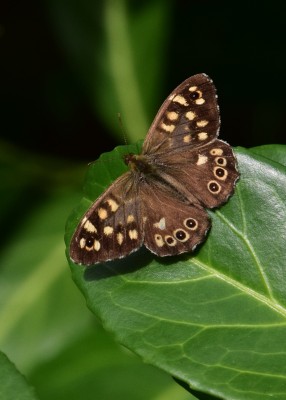 Speckled Wood - Coverdale 07.10.2023