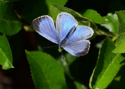Holly blue female - Coverdale 14.05.2020