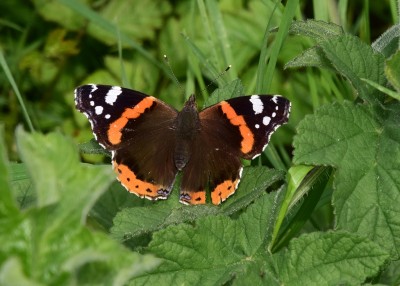 Red Admiral - Butser Hill 12.05.023