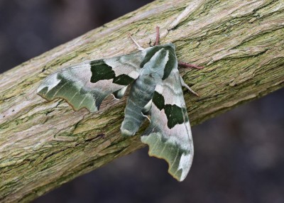 Lime Hawk-moth - Coverdale 17.05.2024