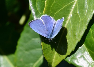 Holly Blue male - Coverdale 19.04.2024