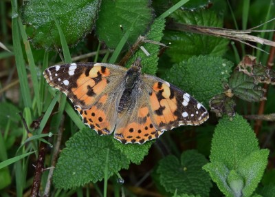 Painted Lady - Stansted Forest 11.05.2023