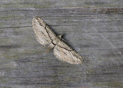 Cypress Pug - Coverdale 08.09.2023