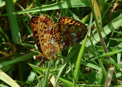 Pearl-bordered Fritillary pair - Stansted Forest 08.05.2024