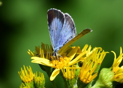 Holly blue female - Coverdale 26.04.2020