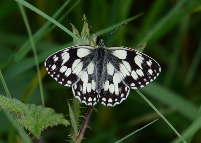 Marbled White - Blythe Valley 22.06.2023