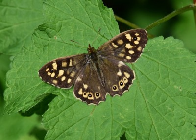 Speckled Wood - Coverdale 13.04.2024