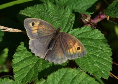 Meadow Brown - Blythe Valley 19.06.2023