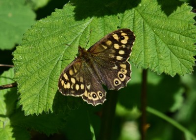 Speckled Wood male - Coverdale 19.04.2024