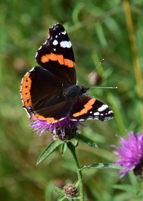 Red Admiral - Blythe Valley 09.08.2023