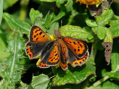 Small Coppers - The  Lizard 0.09.2016