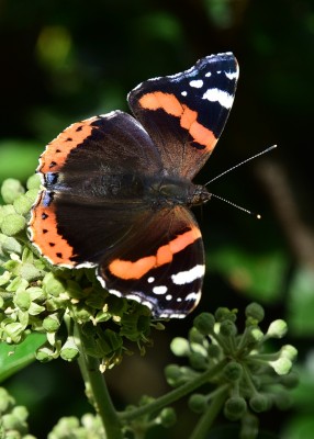 Red Admiral - Coverdale 18.09.2023