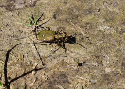 Green Tiger Beetle - Stansted Forest 07.05.2024