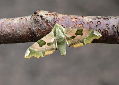 Lime Hawk-moth Coverdale 19.06.2023
