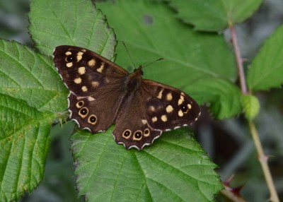 Speckled Wood - Coverdale 12.08.2023