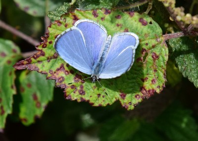 Holly Blue male - Pagham Harbour 30.08.2023