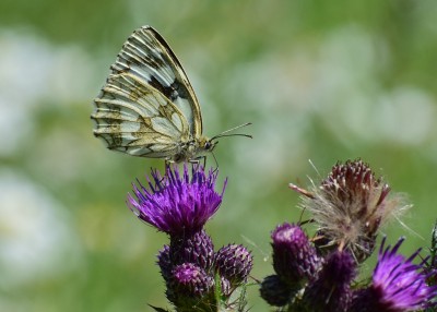 Marbled White - Blythe Valley 26.06.2020